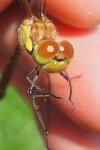 Sympetrum striolatum