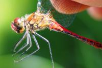 Sympetrum sanguineum