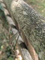 Chalcolestes viridis