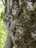 Chalcolestes viridis