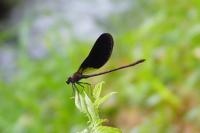 Calopteryx haemorrhoidalis