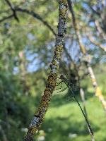 Chalcolestes viridis