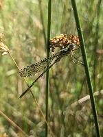 Chalcolestes viridis