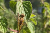 Sympetrum meridionale