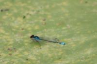 Erythromma viridulum