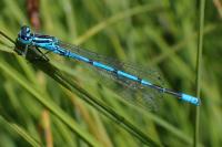 Coenagrion puella