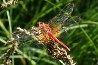 Sympetrum flaveolum