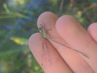 Chalcolestes viridis