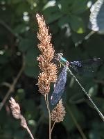 Chalcolestes viridis