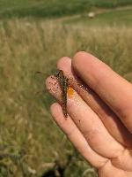 Crocothemis erythraea