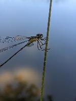 Chalcolestes viridis