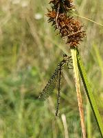 Chalcolestes viridis