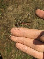 Sympetrum sanguineum