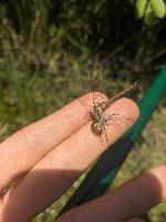 Sympetrum striolatum