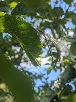 Chalcolestes viridis