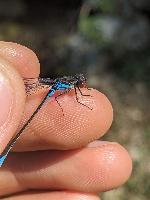 Erythromma viridulum