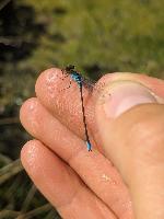 Erythromma viridulum