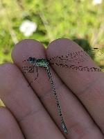 Chalcolestes viridis