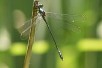 Chalcolestes viridis