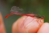 Ceriagrion tenellum