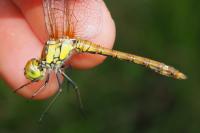 Sympetrum striolatum