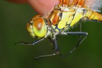 Sympetrum striolatum