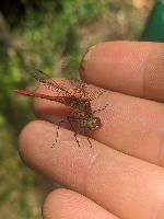 Sympetrum sanguineum