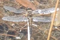 Libellula quadrimaculata