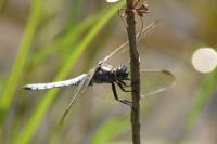 Orthetrum brunneum