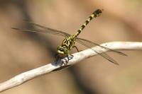 Onychogomphus forcipatus