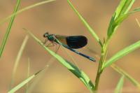 Calopteryx xanthostoma