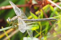 Gomphus pulchellus