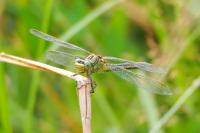 Gomphus pulchellus