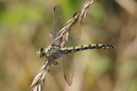 Onychogomphus forcipatus