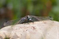 Orthetrum albistylum