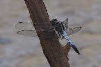 Orthetrum albistylum