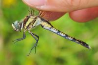 Orthetrum albistylum