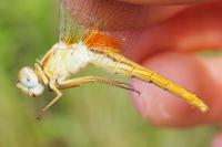 Crocothemis erythraea