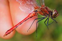 Sympetrum sanguineum