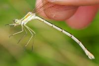 Lestes barbarus