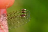 Lestes barbarus