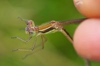 Lestes barbarus