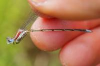 Lestes virens