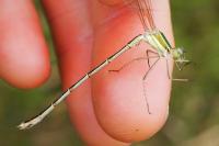 Lestes barbarus