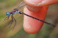 Lestes dryas