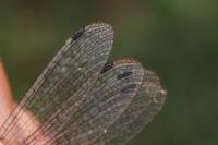 Lestes dryas