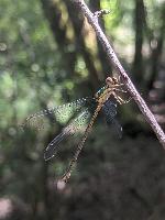 Chalcolestes viridis