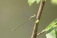 Chalcolestes viridis