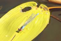 Erythromma viridulum