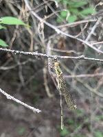 Chalcolestes viridis